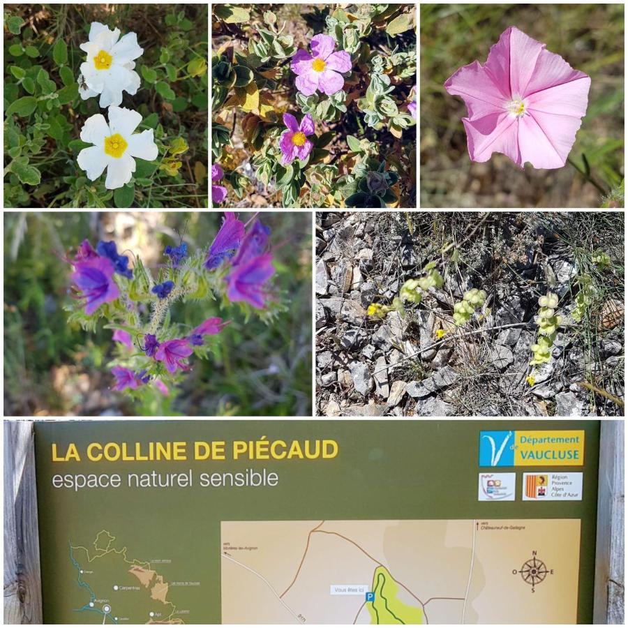 La Cabane Du Pesquier En Provence Caumont-sur-Durance Kültér fotó